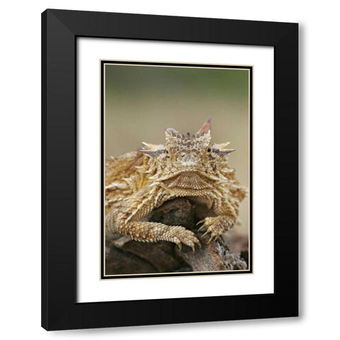 TX, Linn, Cozad Ranch Horned lizard on a stump Black Modern Wood Framed Art Print with Double Matting by Morris, Arthur