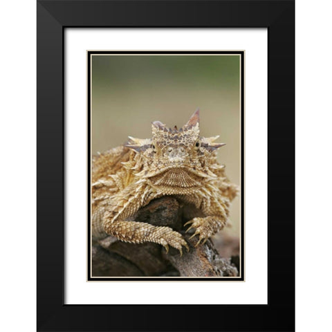 TX, Linn, Cozad Ranch Horned lizard on a stump Black Modern Wood Framed Art Print with Double Matting by Morris, Arthur