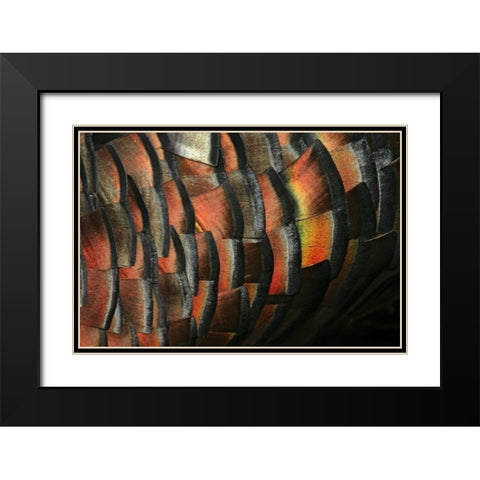 TX, Hidalgo Co Wild turkey feather Black Modern Wood Framed Art Print with Double Matting by Morris, Arthur