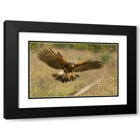 TX, Edinburgh Harris hawk in flight landing Black Modern Wood Framed Art Print with Double Matting by Welling, Dave