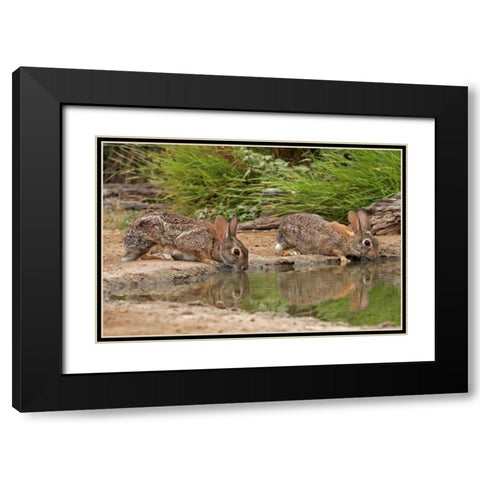 TX, Starr Co, Pair of cottontail rabbits drink Black Modern Wood Framed Art Print with Double Matting by Illg, Cathy and Gordon
