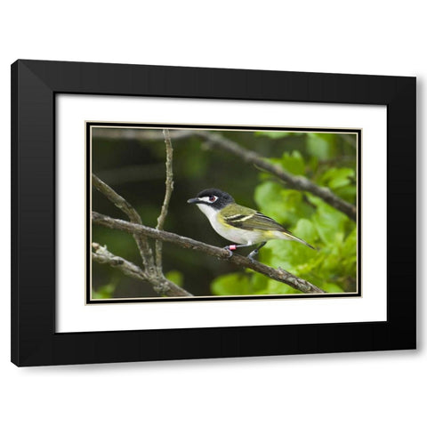 TX, Balcones Canyonlands NWR Black-capped vireo Black Modern Wood Framed Art Print with Double Matting by Welling, Dave