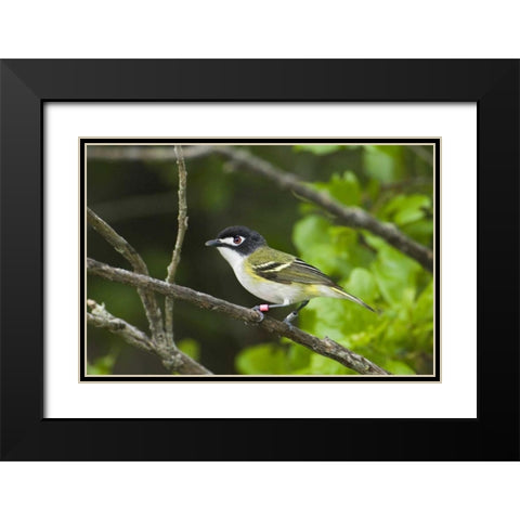 TX, Balcones Canyonlands NWR Black-capped vireo Black Modern Wood Framed Art Print with Double Matting by Welling, Dave