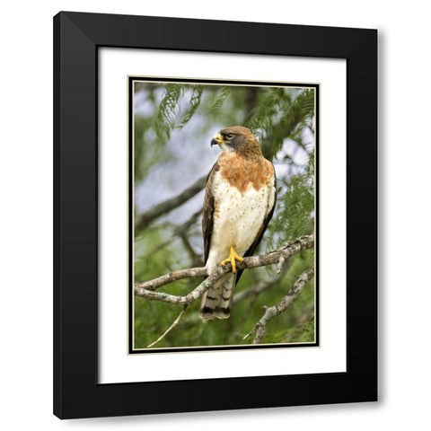 TX, Edinburgh Swainsons hawk on tree limb Black Modern Wood Framed Art Print with Double Matting by Welling, Dave