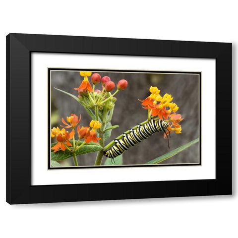 TX, Hill Country Monarch butterfly caterpillar Black Modern Wood Framed Art Print with Double Matting by Welling, Dave