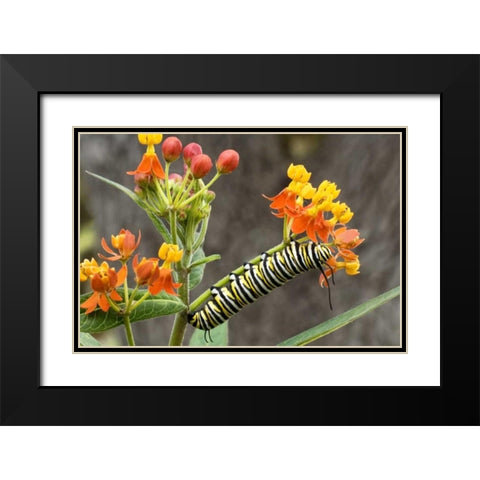 TX, Hill Country Monarch butterfly caterpillar Black Modern Wood Framed Art Print with Double Matting by Welling, Dave