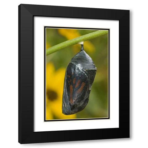 TX, Hill Country Monarch butterfly chrysalis Black Modern Wood Framed Art Print with Double Matting by Welling, Dave