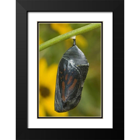 TX, Hill Country Monarch butterfly chrysalis Black Modern Wood Framed Art Print with Double Matting by Welling, Dave