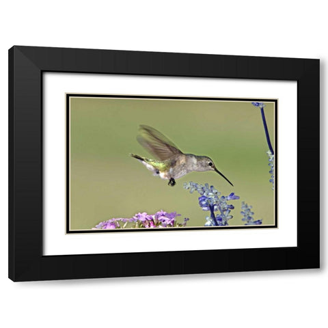 TX, Hill Co Female black-chinned hummingbird Black Modern Wood Framed Art Print with Double Matting by Welling, Dave
