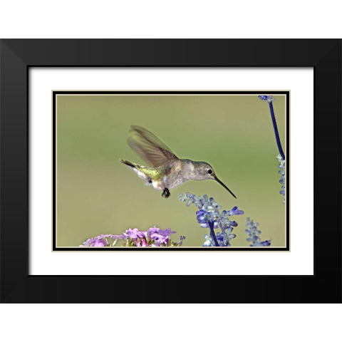 TX, Hill Co Female black-chinned hummingbird Black Modern Wood Framed Art Print with Double Matting by Welling, Dave