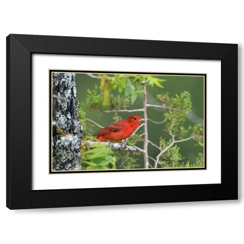 TX, Hill Country Summer tanager on tree limb Black Modern Wood Framed Art Print with Double Matting by Welling, Dave