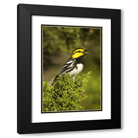 TX, Hill Country, Golden-cheek warbler singing Black Modern Wood Framed Art Print with Double Matting by Welling, Dave