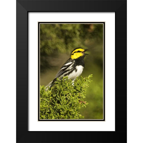 TX, Hill Country, Golden-cheek warbler singing Black Modern Wood Framed Art Print with Double Matting by Welling, Dave