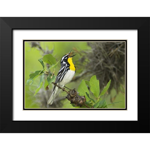 TX, Hill Country Yellow-throated warbler singing Black Modern Wood Framed Art Print with Double Matting by Welling, Dave