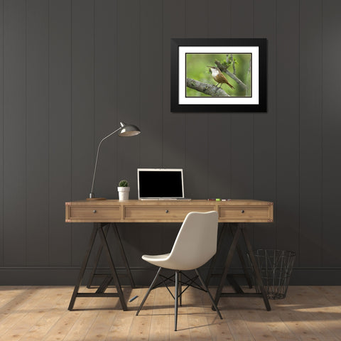 Texas, Hill Country Canyon wren on tree branch Black Modern Wood Framed Art Print with Double Matting by Welling, Dave
