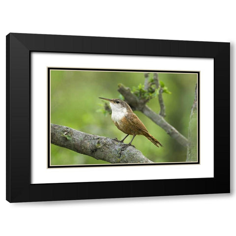 Texas, Hill Country Canyon wren on tree branch Black Modern Wood Framed Art Print with Double Matting by Welling, Dave