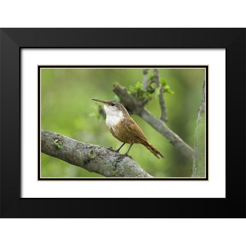 Texas, Hill Country Canyon wren on tree branch Black Modern Wood Framed Art Print with Double Matting by Welling, Dave