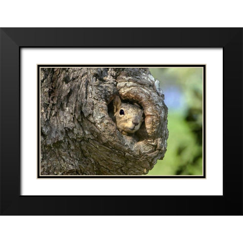 TX, Hill Country Eastern fox squirrel in tree Black Modern Wood Framed Art Print with Double Matting by Welling, Dave