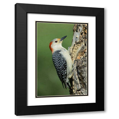 TX, Lipscomb Red-bellied woodpecke on stump Black Modern Wood Framed Art Print with Double Matting by Welling, Dave