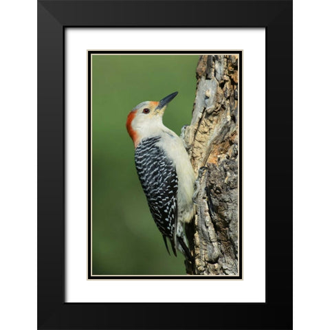 TX, Lipscomb Red-bellied woodpecke on stump Black Modern Wood Framed Art Print with Double Matting by Welling, Dave