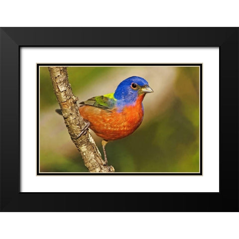 TX, McAllen Male painted bunting perched in tree Black Modern Wood Framed Art Print with Double Matting by Welling, Dave