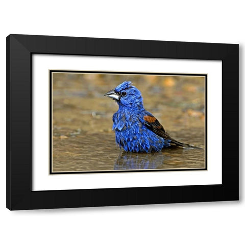 TX, McAllen Male blue grosbeak bathing Black Modern Wood Framed Art Print with Double Matting by Welling, Dave