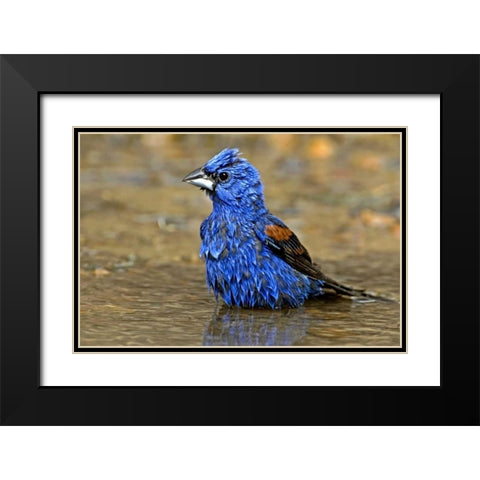 TX, McAllen Male blue grosbeak bathing Black Modern Wood Framed Art Print with Double Matting by Welling, Dave
