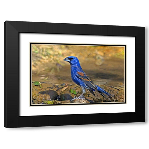 TX, McAllen Blue grosbeak male on rock in pond Black Modern Wood Framed Art Print with Double Matting by Welling, Dave