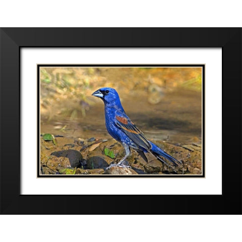 TX, McAllen Blue grosbeak male on rock in pond Black Modern Wood Framed Art Print with Double Matting by Welling, Dave