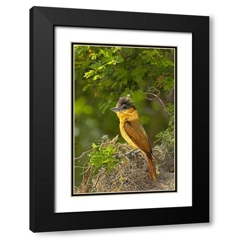 TX, Santa Ana NWR Rose-throated becard on nest Black Modern Wood Framed Art Print with Double Matting by Welling, Dave