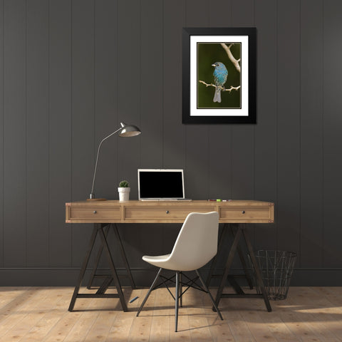 TX, South Padre Island Indigo bunting on branch Black Modern Wood Framed Art Print with Double Matting by Welling, Dave