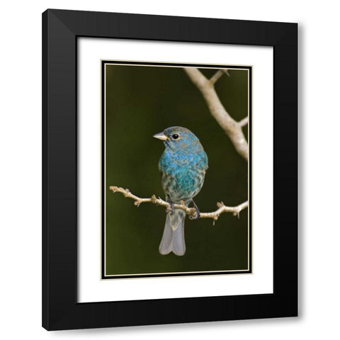 TX, South Padre Island Indigo bunting on branch Black Modern Wood Framed Art Print with Double Matting by Welling, Dave