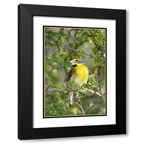 Texas, South Padre Isl Male dickcissel on branch Black Modern Wood Framed Art Print with Double Matting by Welling, Dave