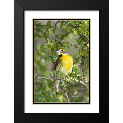 Texas, South Padre Isl Male dickcissel on branch Black Modern Wood Framed Art Print with Double Matting by Welling, Dave