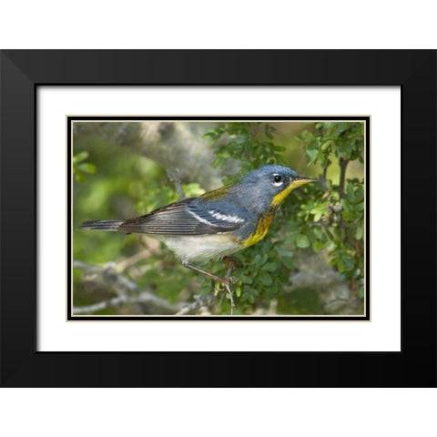 TX, South Padre Island Northern parula on tree Black Modern Wood Framed Art Print with Double Matting by Welling, Dave