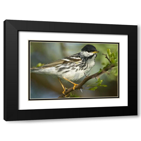 TX, Blackpoll warbler in breeding plumage Black Modern Wood Framed Art Print with Double Matting by Welling, Dave