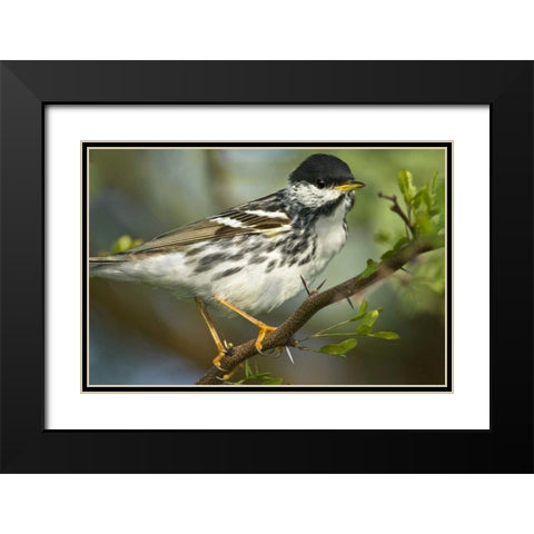 TX, Blackpoll warbler in breeding plumage Black Modern Wood Framed Art Print with Double Matting by Welling, Dave