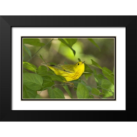 TX, South Padre Island Yellow warbler in shrubs Black Modern Wood Framed Art Print with Double Matting by Welling, Dave