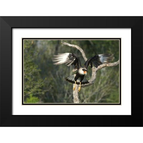 TX, Starr Co, Crested caracara taking flight Black Modern Wood Framed Art Print with Double Matting by Welling, Dave