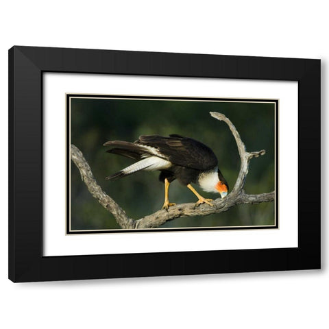 TX, Starr Co, Crested caracara cleaning its bill Black Modern Wood Framed Art Print with Double Matting by Welling, Dave