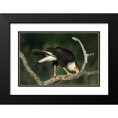 TX, Starr Co, Crested caracara cleaning its bill Black Modern Wood Framed Art Print with Double Matting by Welling, Dave