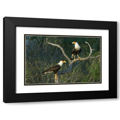 TX, Starr Co, Crested caracara pair on dead snag Black Modern Wood Framed Art Print with Double Matting by Welling, Dave