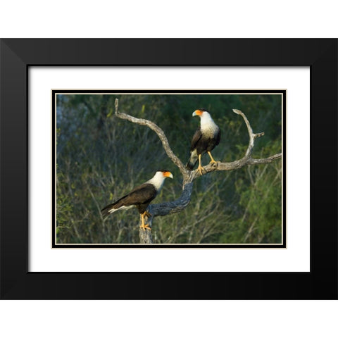 TX, Starr Co, Crested caracara pair on dead snag Black Modern Wood Framed Art Print with Double Matting by Welling, Dave