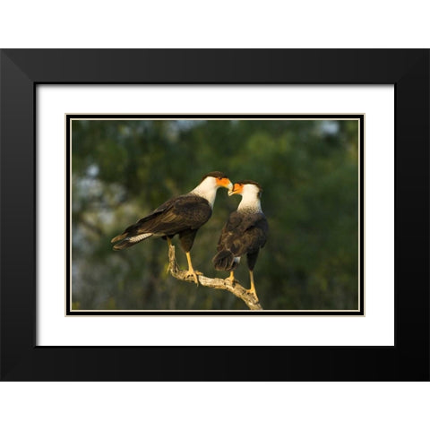 TX, Starr Co, Crested caracara pair on dead snag Black Modern Wood Framed Art Print with Double Matting by Welling, Dave