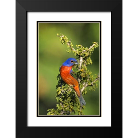 Texas, Tilden Painted bunting perched in tree Black Modern Wood Framed Art Print with Double Matting by Welling, Dave