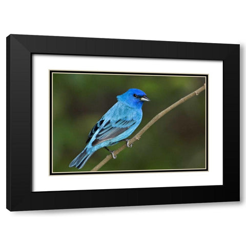 TX, South Padre Island Indigo bunting male Black Modern Wood Framed Art Print with Double Matting by Welling, Dave