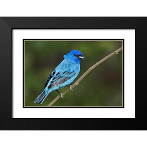 TX, South Padre Island Indigo bunting male Black Modern Wood Framed Art Print with Double Matting by Welling, Dave