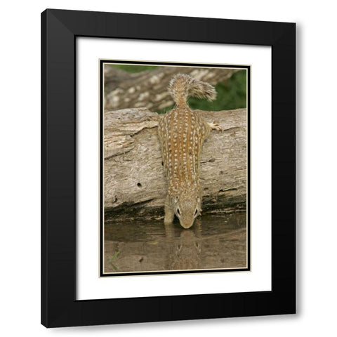 Texas, Starr Co Mexican ground squirrel drinking Black Modern Wood Framed Art Print with Double Matting by Illg, Cathy and Gordon