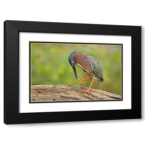 Texas, McAllen Green heron studying its feet Black Modern Wood Framed Art Print with Double Matting by Welling, Dave