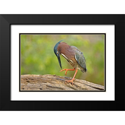 Texas, McAllen Green heron studying its feet Black Modern Wood Framed Art Print with Double Matting by Welling, Dave